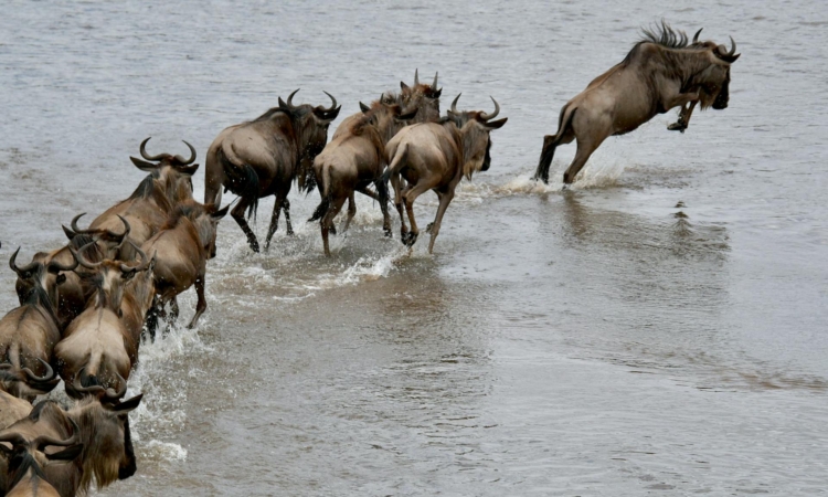 4 Days Wildbeest Migration Safari - Athena safaris